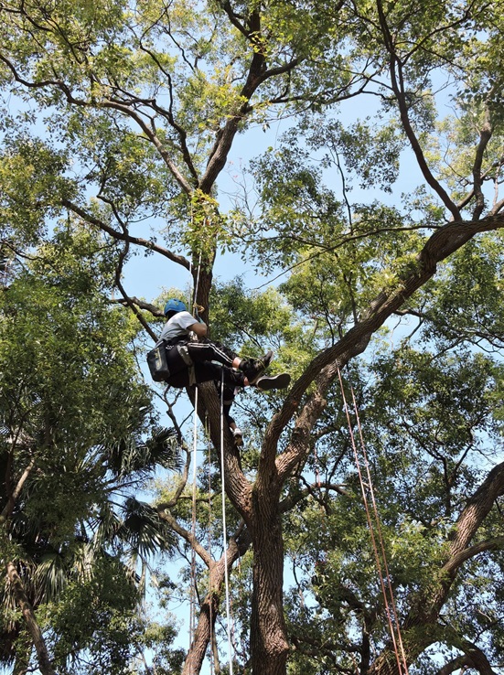 開拓新視野！體驗攀樹師的工作